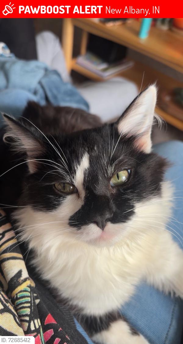 Lost Male Cat last seen Community park in new Albany!, New Albany, IN 47150