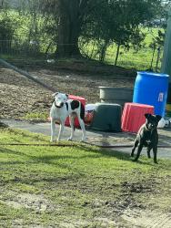 Found/Stray Male Dog last seen Near AL Hwy 199 Notasulga AL  36866, Notasulga, AL 36866
