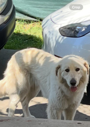 Found/Stray Female Dog last seen At the mountain , Hesperia, CA 92345
