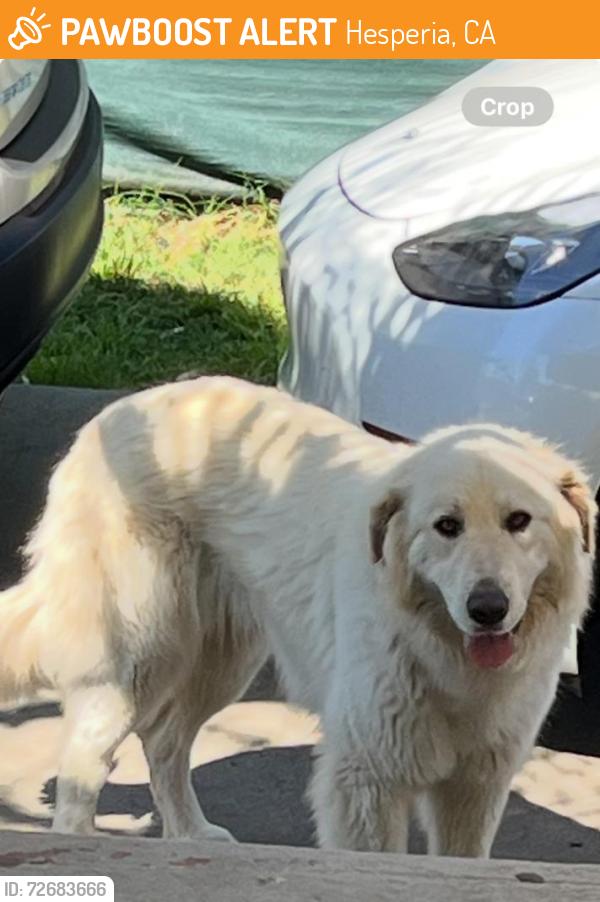 Found/Stray Female Dog last seen At the mountain , Hesperia, CA 92345