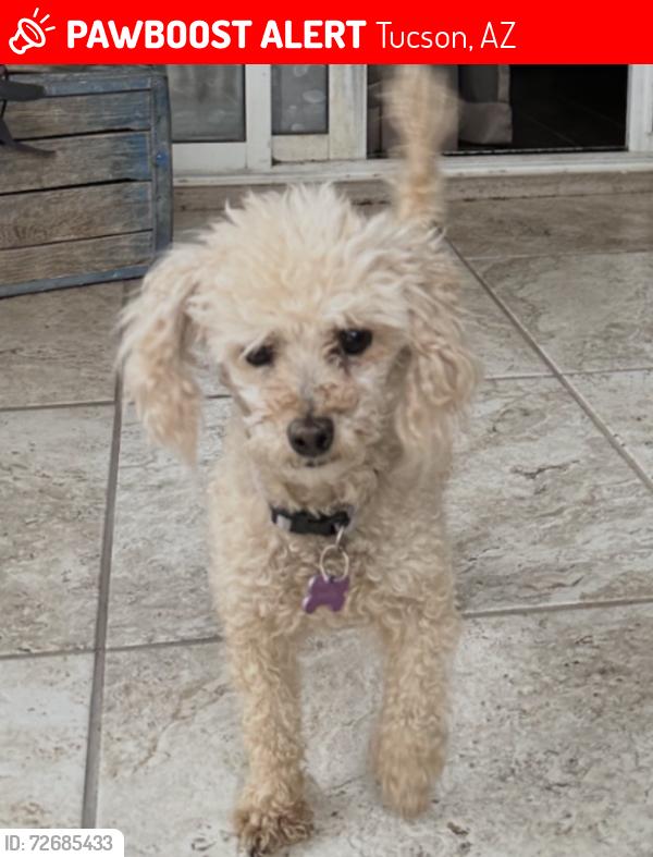 Lost Female Dog last seen Irvington and Calle Santa Cruz near the Tucson Spectrum shopping center., Tucson, AZ 85714