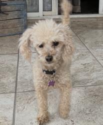 Lost Female Dog last seen Irvington and Calle Santa Cruz near the Tucson Spectrum shopping center., Tucson, AZ 85714