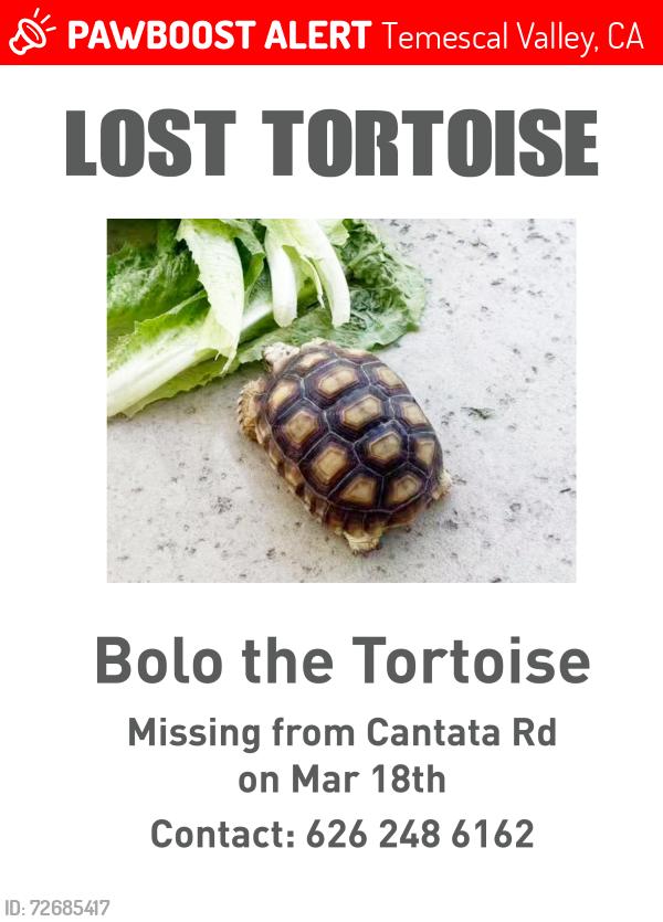 Lost Unknown Reptile last seen Cantara rd, Temescal Valley, CA 92883