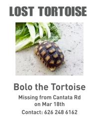 Lost Unknown Reptile last seen Cantara rd, Temescal Valley, CA 92883