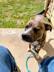 Found/Stray Male Dog last seen Cypress No Houston and Huffmeister, Houston, TX 77433
