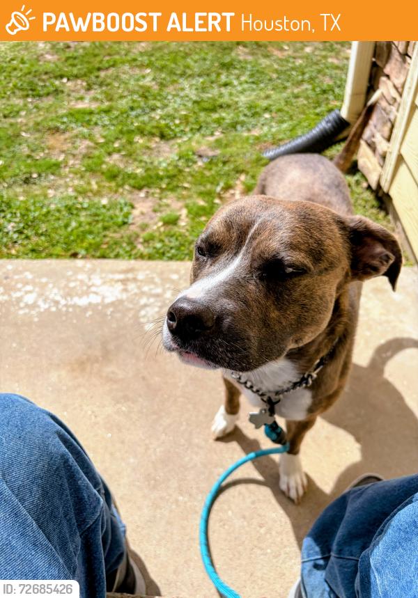 Found/Stray Male Dog last seen Cypress No Houston and Huffmeister, Houston, TX 77433