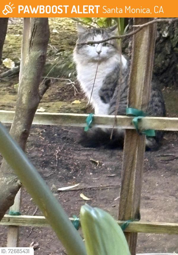 Found/Stray Unknown Cat last seen 21st place Santa Monica 90402 and Montana ave, Santa Monica, CA 90403