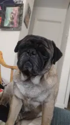 Lost Male Dog last seen 47th Ave and Indian school , Phoenix, AZ 85031