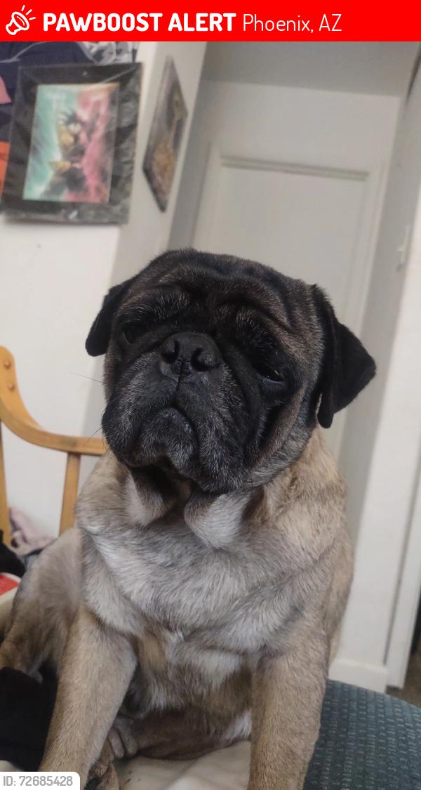 Lost Male Dog last seen 47th Ave and Indian school , Phoenix, AZ 85031