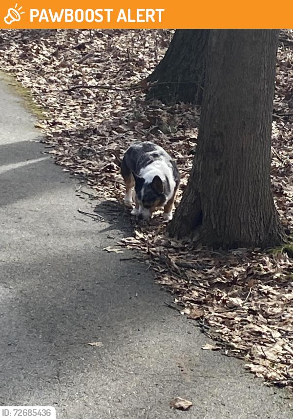 Found/Stray Female Dog last seen Walking path near Sunfish Lake, Cannon Township, MI 49341