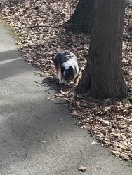 Found/Stray Female Dog last seen Walking path near Sunfish Lake, Cannon Township, MI 49341