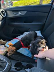 Found/Stray Unknown Dog last seen Sanger near Lake Air, Waco, TX 76702