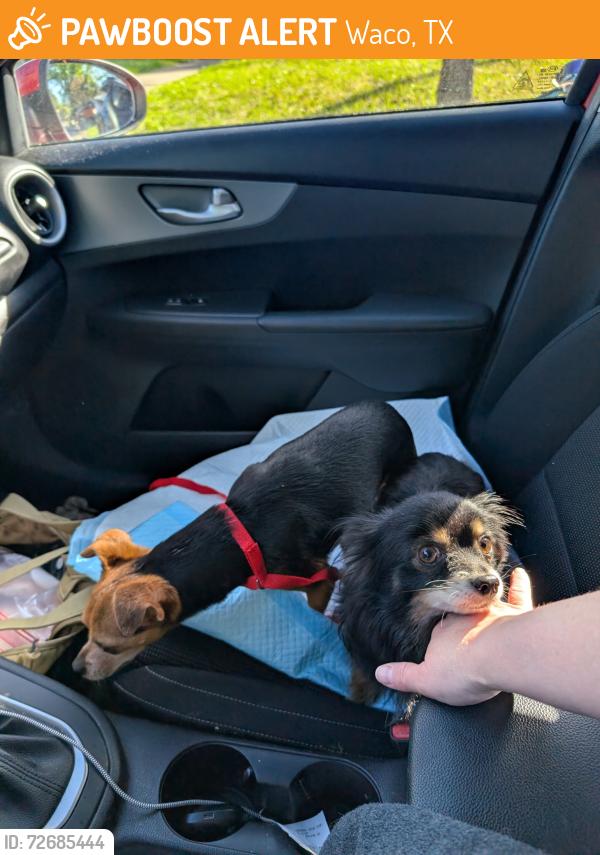 Found/Stray Unknown Dog last seen Sanger near Lake Air, Waco, TX 76702