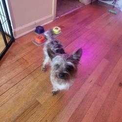 Lost Male Dog last seen Sycamore Elementary. The corner of Tuscumbia and Tribal Woods Rd, Collierville, TN 38017