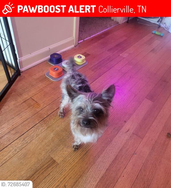 Lost Male Dog last seen Sycamore Elementary. The corner of Tuscumbia and Tribal Woods Rd, Collierville, TN 38017