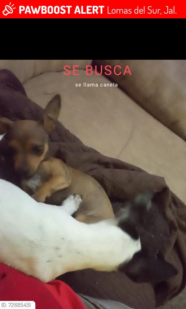 Lost Female Dog last seen Tlajomulco de Zúñiga , Lomas del Sur, Jal. 45650