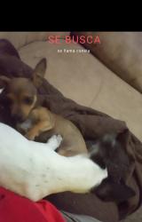 Lost Female Dog last seen Tlajomulco de Zúñiga , Lomas del Sur, Jal. 45650