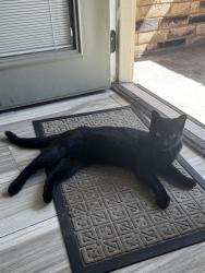 Found/Stray Female Cat last seen 112th , Oklahoma City, OK 73120