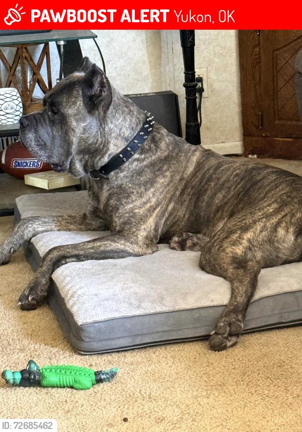 Lost Male Dog last seen Britton rd and Gregory rd area, Yukon, OK 73099
