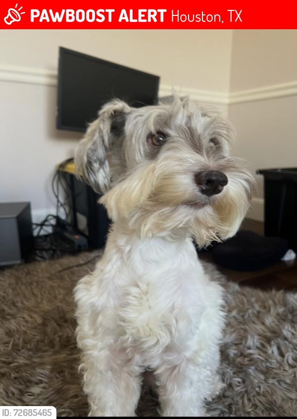Lost Male Dog last seen Beltway 8 and Bammel north Houston , Houston, TX 77066