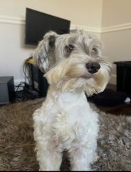 Lost Male Dog last seen Beltway 8 and Bammel north Houston , Houston, TX 77066