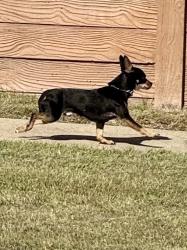 Found/Stray Male Dog last seen Sandstone Dr., Killeen, TX 76549