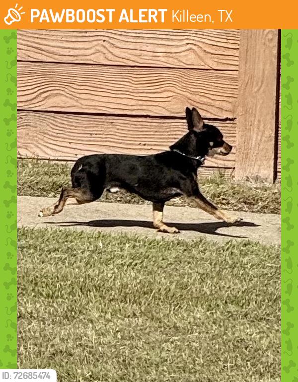 Found/Stray Male Dog last seen Sandstone Dr., Killeen, TX 76549