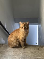 Found/Stray Unknown Cat last seen Mississippi Market, Saint Paul, MN 55104