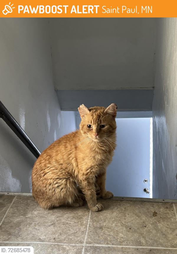 Found/Stray Unknown Cat last seen Mississippi Market, Saint Paul, MN 55104