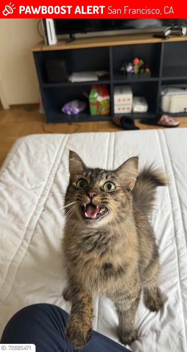 Lost Female Cat last seen sf state university, San Francisco, CA 94132