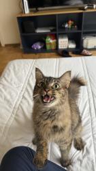 Lost Female Cat last seen sf state university, San Francisco, CA 94132