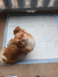 Found/Stray Female Dog last seen Complex , Anderson, SC 29621