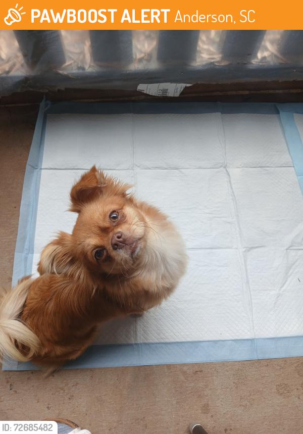 Found/Stray Female Dog last seen Complex , Anderson, SC 29621