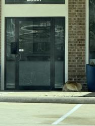 Found/Stray Unknown Dog last seen The nest school, Katy, TX 77450