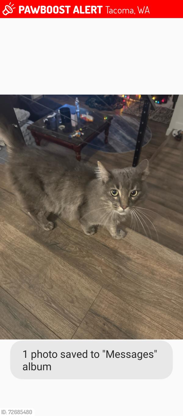 Lost Male Cat last seen Near S Cheyenne St , Tacoma, WA 98409