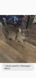 Lost Male Cat last seen Near S Cheyenne St , Tacoma, WA 98409