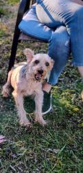 Lost Male Dog last seen Near boys and girls club on Mary St., Marion OH, Marion, OH 43302