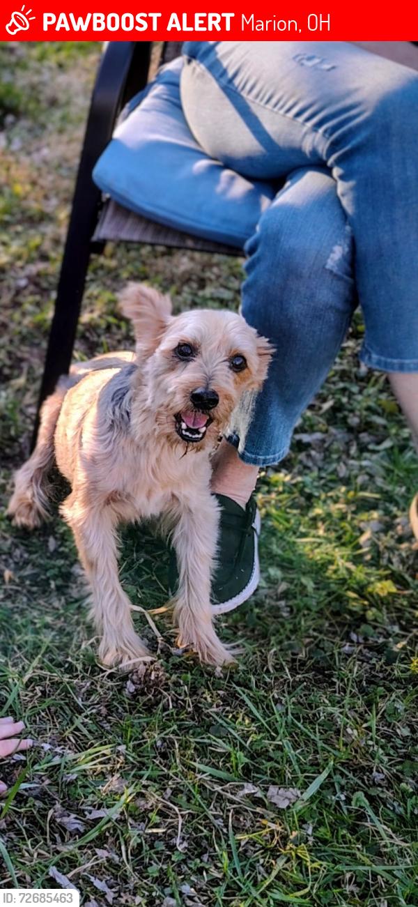 Lost Male Dog last seen Near boys and girls club on Mary St., Marion OH, Marion, OH 43302