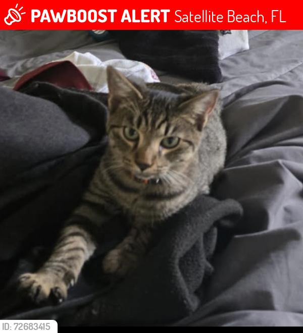 Lost Male Cat last seen The dunes , Satellite Beach, FL 32937