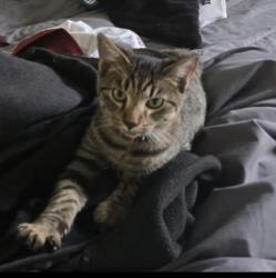 Lost Male Cat last seen The dunes , Satellite Beach, FL 32937