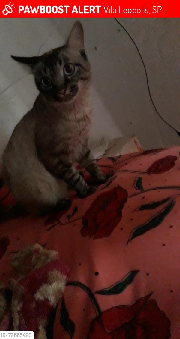 Lost Male Cat last seen Perto da escola Paulo Freire , Vila Leopolis, SP 07832-170