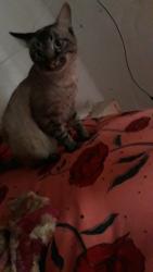 Lost Male Cat last seen Perto da escola Paulo Freire , Vila Leopolis, SP 07832-170