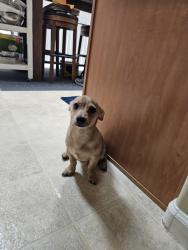 Found/Stray Male Dog last seen Yokuts Park, Bakersfield, CA 93309
