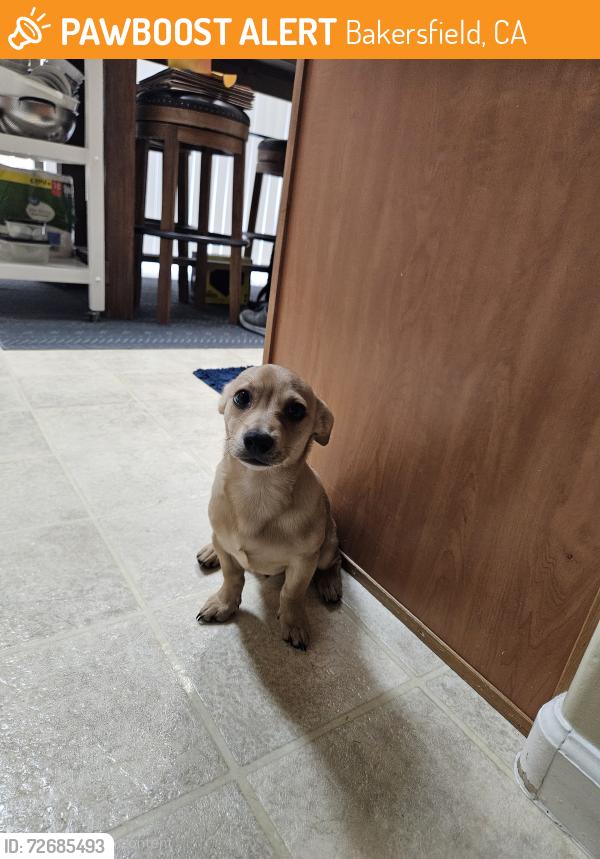 Found/Stray Male Dog last seen Yokuts Park, Bakersfield, CA 93309