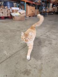 Found/Stray Unknown Cat last seen Horse Pasture Rd / Damneck Rd, Virginia Beach, VA 23453