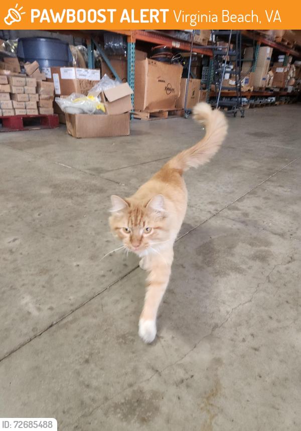 Found/Stray Unknown Cat last seen Horse Pasture Rd / Damneck Rd, Virginia Beach, VA 23453
