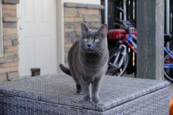 Lost Female Cat last seen 28th Street and Quincy Avenue, Lubbock, TX 79407