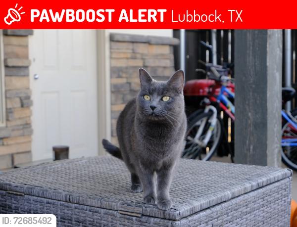 Lost Female Cat last seen 28th Street and Quincy Avenue, Lubbock, TX 79407
