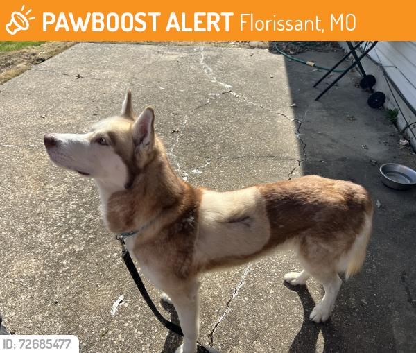 Found/Stray Unknown Dog last seen flamingo dr Florissant 63031, Florissant, MO 63031
