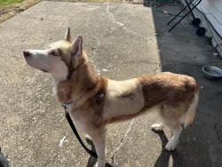 Found/Stray Unknown Dog last seen flamingo dr Florissant 63031, Florissant, MO 63031